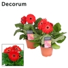 Gerbera 2+ bl. 12cm rood in hoes (diverse kleurtinten) Decorum