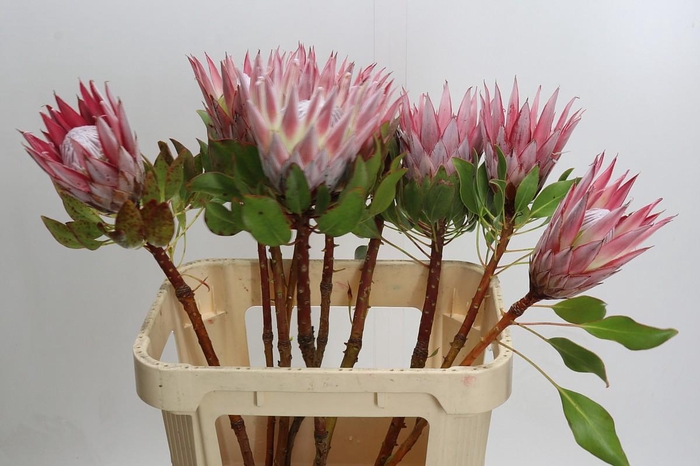 <h4>Protea Cynaroides</h4>