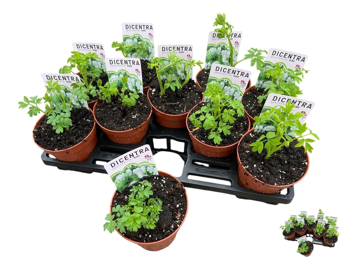 <h4>DICE SP ALBA</h4>