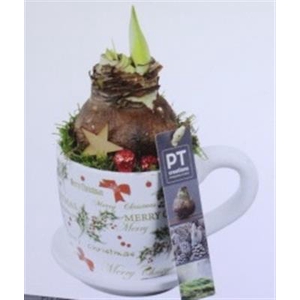 5812 Amar Kop/schotel