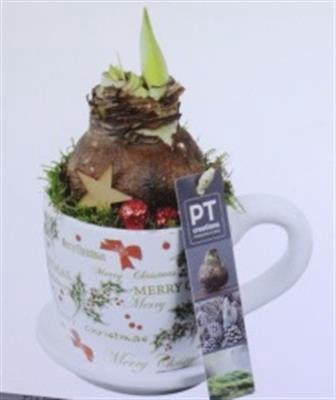 <h4>5812 Amar Kop/schotel</h4>