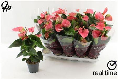 <h4>Anthu An Sweet Dream 5+</h4>