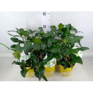 Citrus hystrix