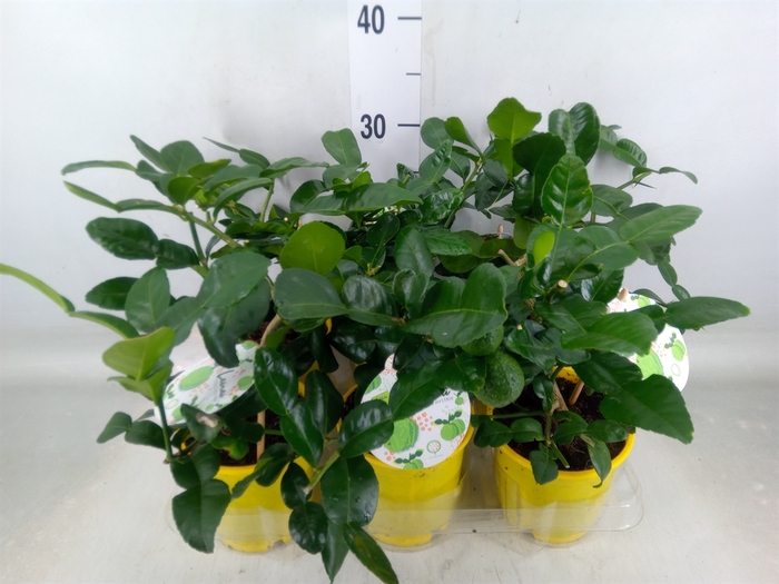 <h4>Citrus hystrix</h4>