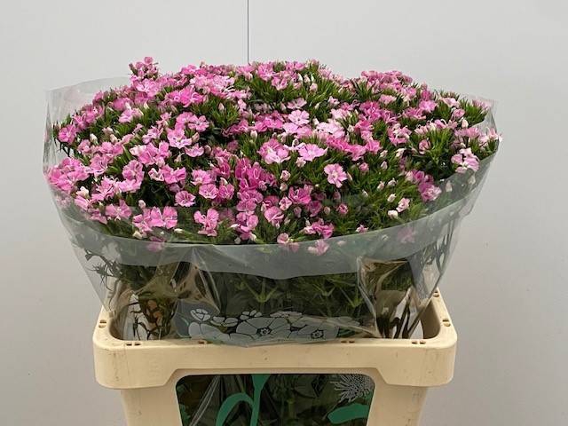 <h4>DI BARB AM ROSE</h4>