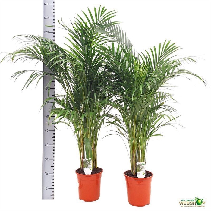 <h4>DYPSIS LUTESCENS</h4>