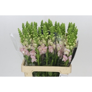 Antirrhinum Potomac Early Pink