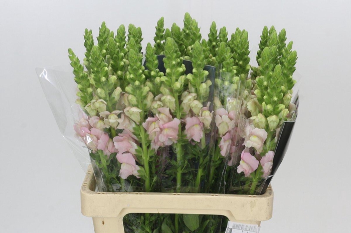 <h4>Antirrhinum Potomac Early Pink</h4>