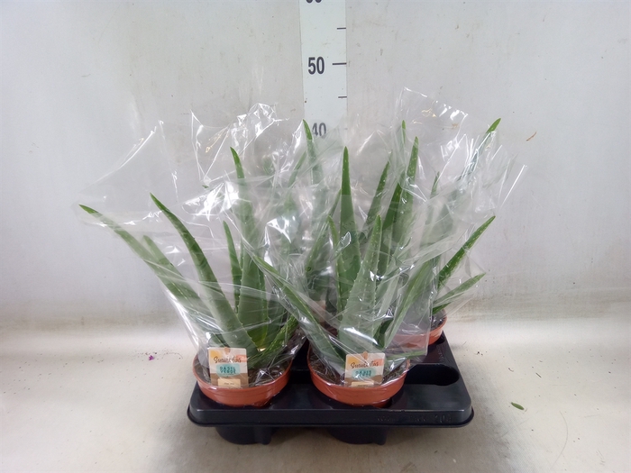 <h4>Aloe vera</h4>