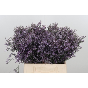 Limonium Safora Lilac