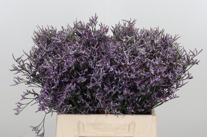 <h4>Limonium Safora Lilac</h4>