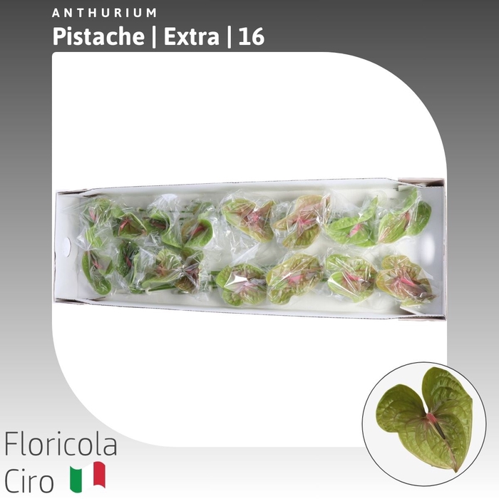 <h4>Anthurium Pistache | Super</h4>