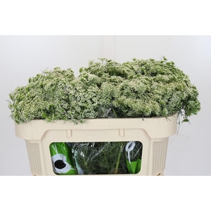 Ammi Visnaga Casablanca