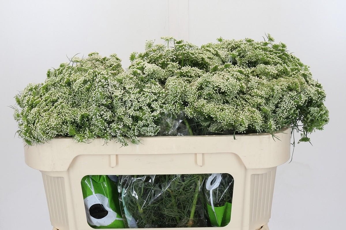 <h4>Ammi Visnaga Casablanca</h4>