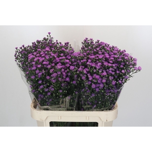 Aster Baby Pink