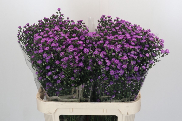 Aster Baby Pink