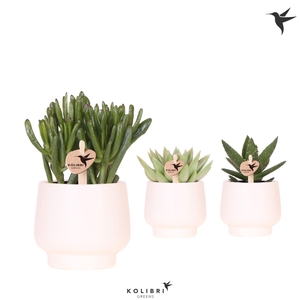 Kolibri Greens Succulenten mix in Scandic pot white