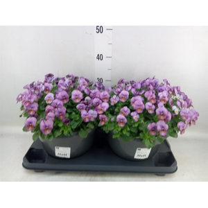 Viola corn. 'Evo Mini Beaconsfield'