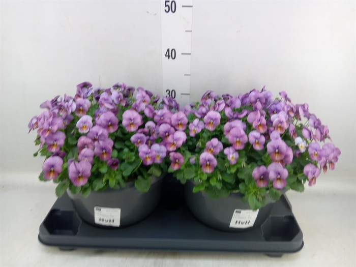 <h4>Viola corn. 'Evo Mini Beaconsfield'</h4>