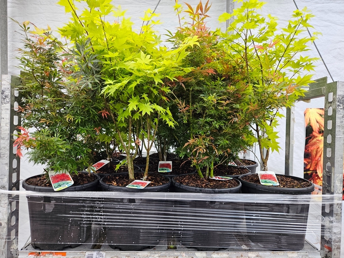 <h4>ACER PALMATUM</h4>