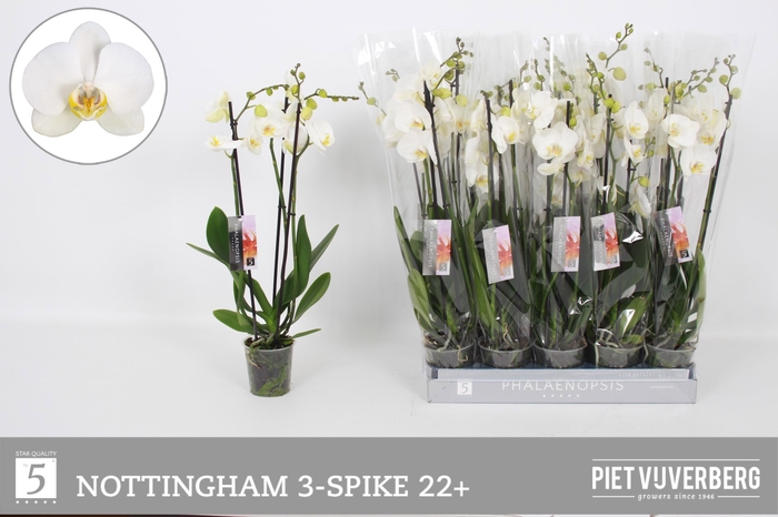 <h4>PHAL AN NOTTINGHAM</h4>