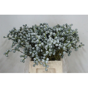 Euca Boule 200gr P Bunch