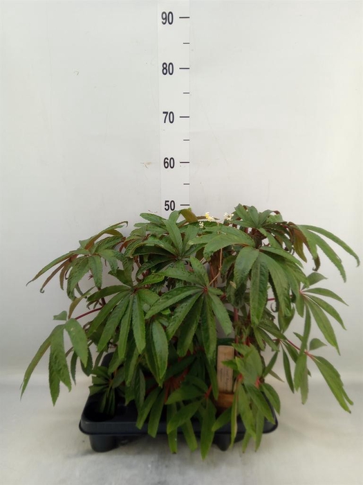 <h4>Begonia BD   ...</h4>