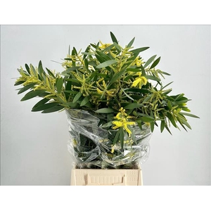 Mimosa Ciniglia Rups