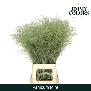 Panicum L90 Mint