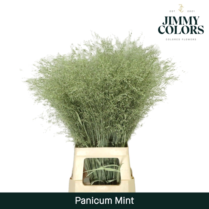 <h4>Panicum L90 Mint</h4>