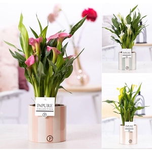 Zantedeschia mix in P&PURE Eline ceramics ass. 3