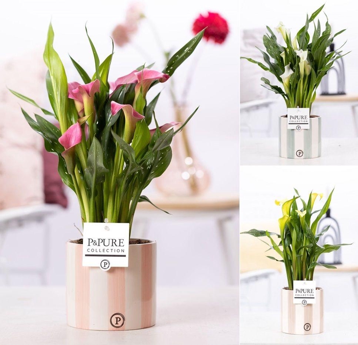 <h4>Zantedeschia mix in P&PURE Eline ceramics ass. 3</h4>