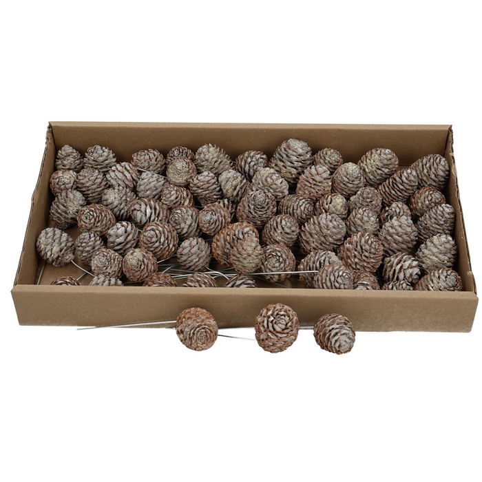 <h4>Pine cone Muirii/wire x60</h4>