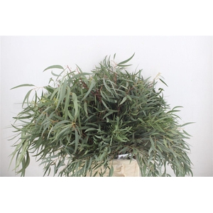 Euca Nicoly Short 150gr P Bunch
