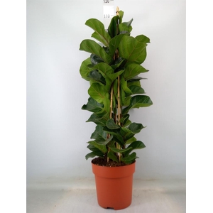 Ficus lyrata 'Bambino'