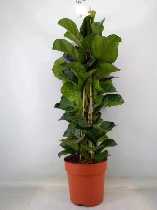 <h4>Ficus lyrata 'Bambino'</h4>