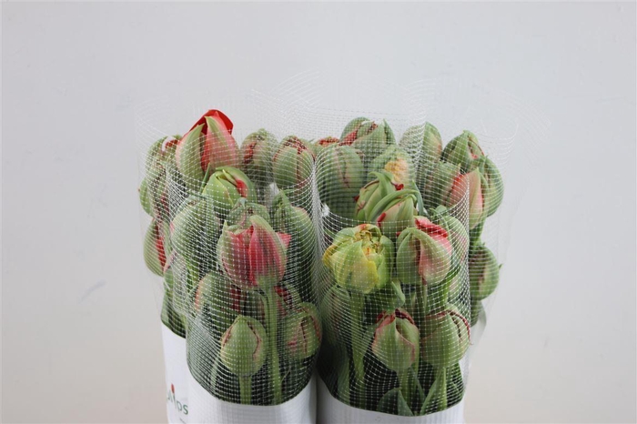 <h4>Tu Du Fr Gudoshnik</h4>