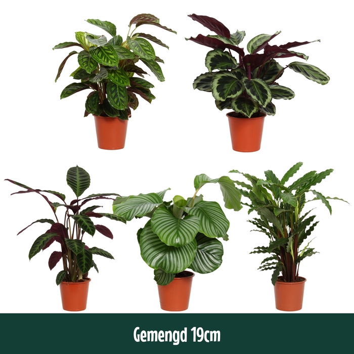<h4>Calathea 19cm gemengd - Living</h4>