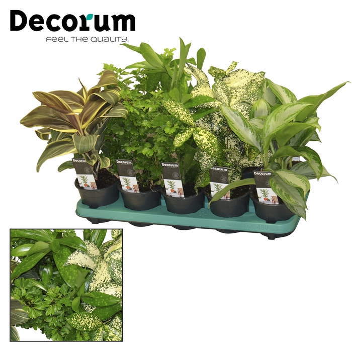 Green Extreme Mix 12 cm (Decorum)