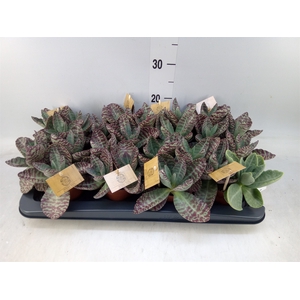 Kalanchoe humilis 'Surpris Desert'