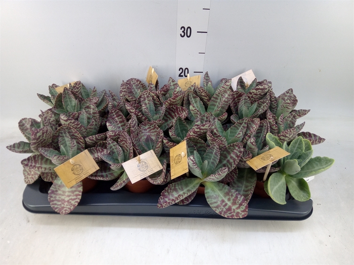 <h4>Kalanchoe humilis 'Surpris Desert'</h4>