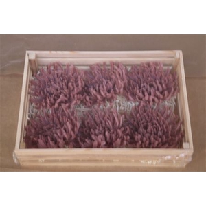 Wax Chrysant Oud Roze