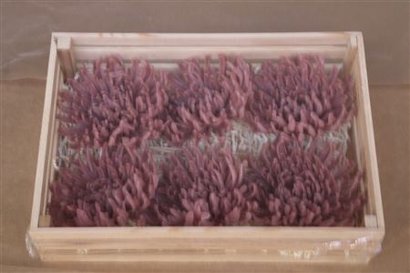<h4>Wax Chrysant Oud Roze</h4>