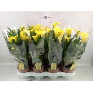 Zantedeschia  'Sunclub'