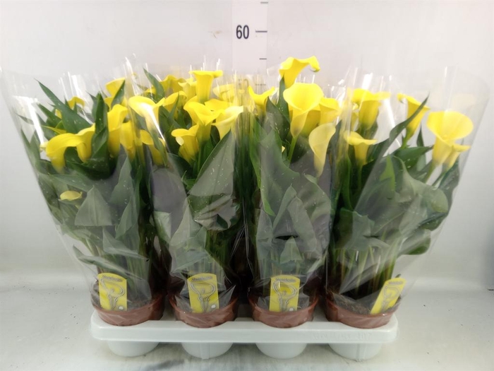 <h4>Zantedeschia  'Sunclub'</h4>