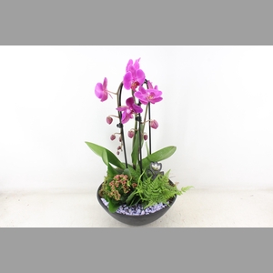 arr2 PL - Ebbischaal x2 phal. lila