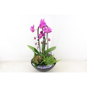 arr2 PL - Ebbischaal x2 phal. lila