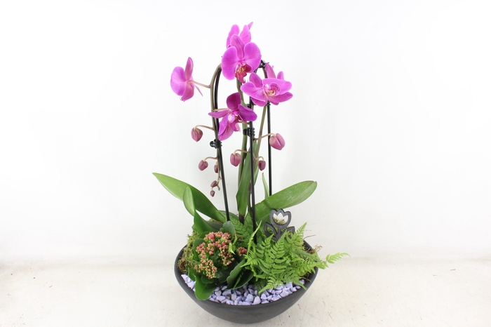 Arr2 Pl - Ebbischaal X2 Phal. Lila