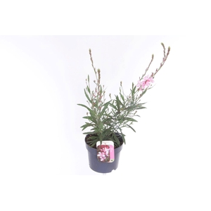 Gaura lind. Geyser Pink