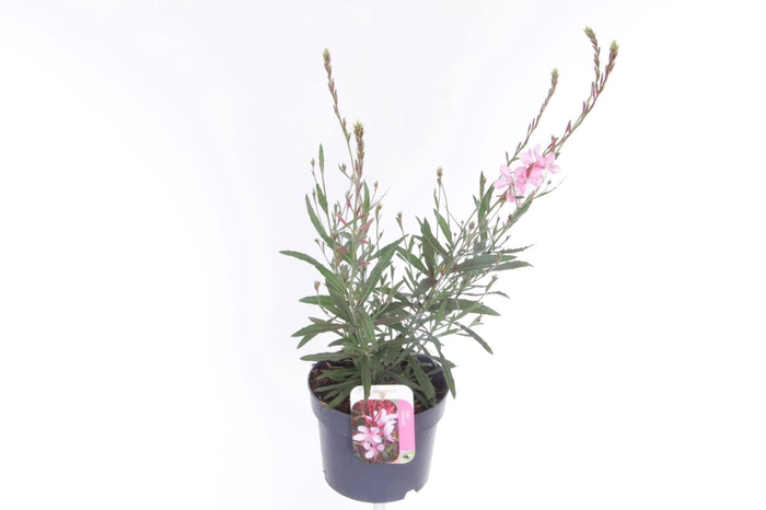 <h4>Gaura lind. Geyser Pink</h4>
